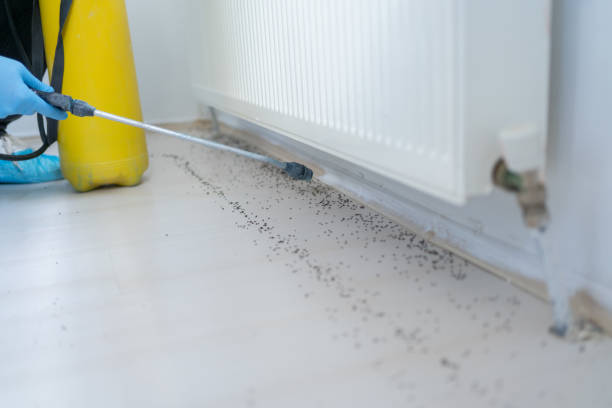 Best Rat Extermination Near Me  in Glasgow Village, MO